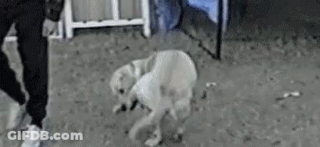Person Standing Next To Dog On Hind Legs GIF