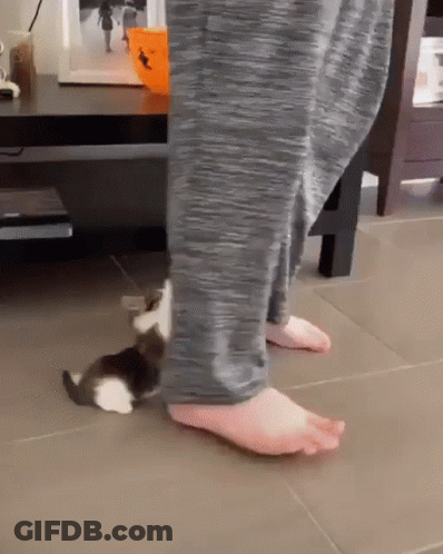 Person Standing Next To Kitten Laying On Floor GIF