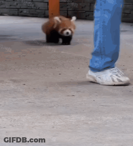 Person Standing Next To Red Panda On Sidewalk GIF