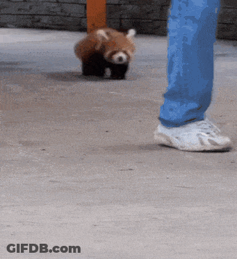 Person Standing Next To Red Panda GIF