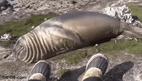 Person Standing Next To Seal GIF