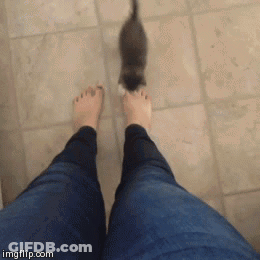 Person Standing On Tiled Floor With Cat Walking Towards Them GIF
