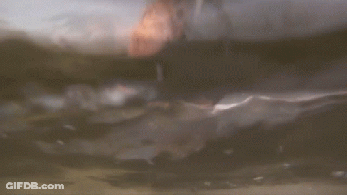 Person Swimming In Ocean With Head Above Water GIF
