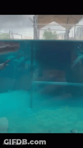 Person Swimming In Pool Mos.oobib GIF