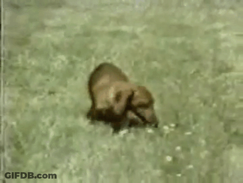 Person Swimming In Pool With Plane GIF