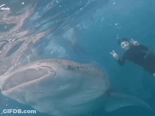 Person Swimming Next To Whale With Labels GIF