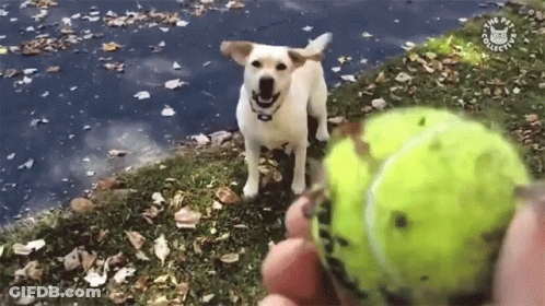 Person Throwing Tennis Ball At Dog With Pet Project Logo GIF