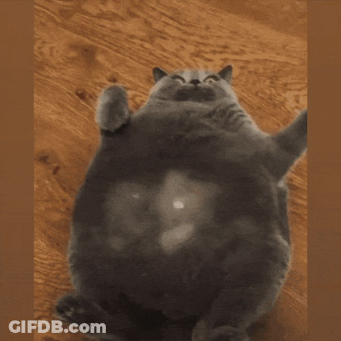 Person Touching Cat Belly While Lying On Back GIF