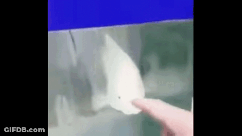 Person Touching Fish In Tank GIF