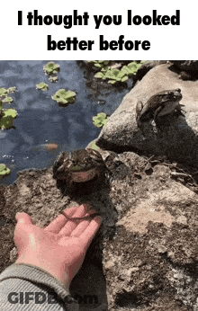 Person Touching Frog On Rock GIF