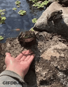 Person Touching Frog On Rock GIF