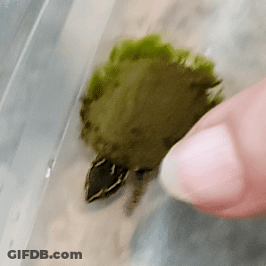 Person Touching Small Green Turtle GIF