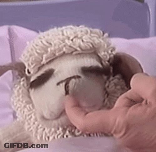 Person Touching Stuffed Sheep's Face GIF