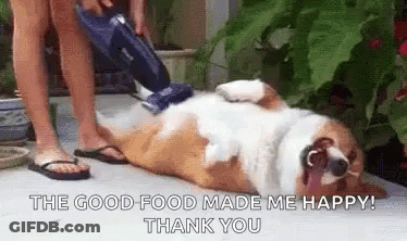 Person Vacuuming Corgi Laying On Back GIF