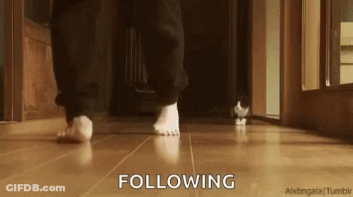 Person Walking Barefoot On Wooden Floor With Cat GIF