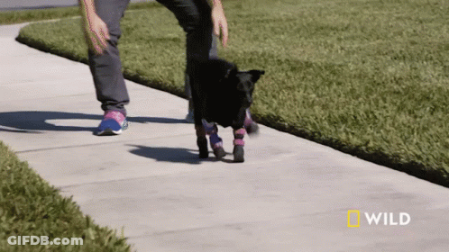 Person Walking Black Dog National Geographic GIF