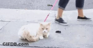 Person Walking Cat On Leash GIF