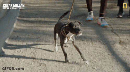 Person Walking Dog Cesar Millan Better Human Better Dog GIF