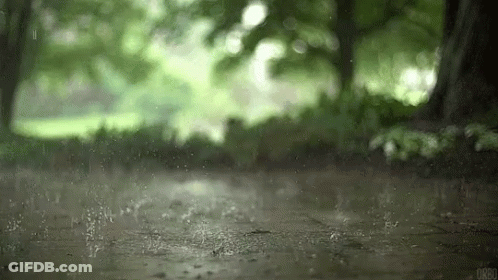Person Walking In Rain In Woods GIF