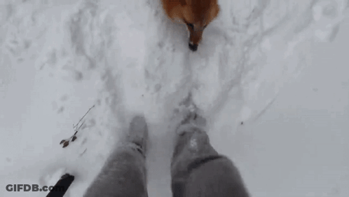 Person Walking In Snow With Fox GIF