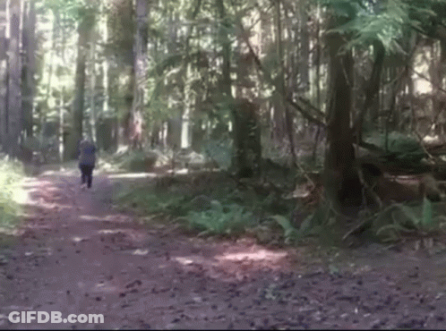Person Walking On Path In Woods GIF