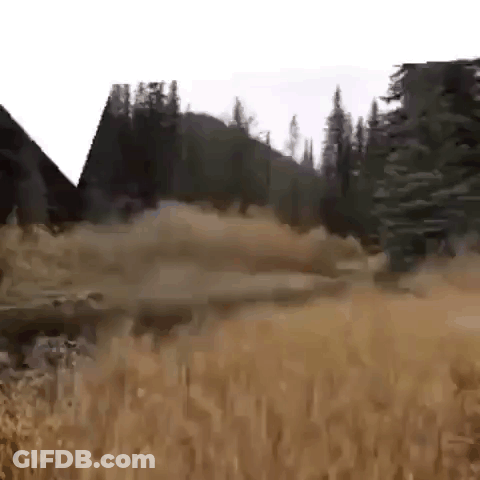 Person Walking Through Field With Trees GIF