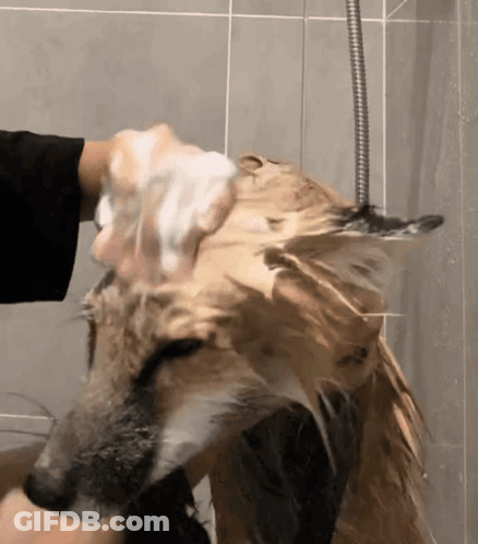 Person Washing Dog's Head With Soap GIF