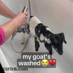 Person Washing Goat In Bathtub My Goat's Washed GIF