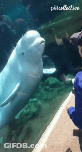 Person Watching Beluga Whale At Aquarium Petcollective GIF