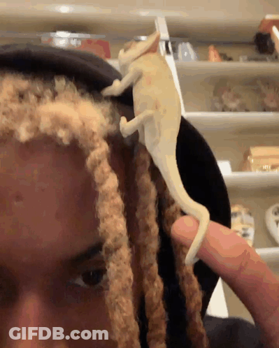 Person With Dreadlocks Holding Chameleon On Head GIF