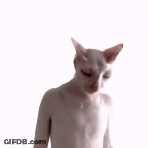 Person With Hairless Cat On Head Covering Nose GIF