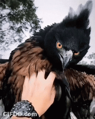 Person With Watch Petting Large Black Bird GIF