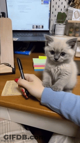 Person Writing While Kitten Watches GIF