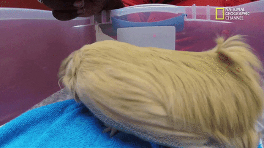 Peruvian Guinea Pigs Wearing Purple Pants GIF