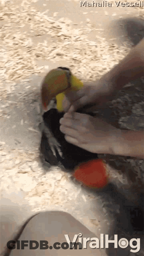 Pet Belly Button Belly Touch GIF