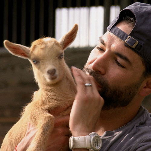 Pet Brown Baby Goat GIF