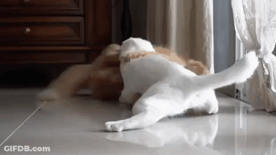 Pet Cat Fight GIF