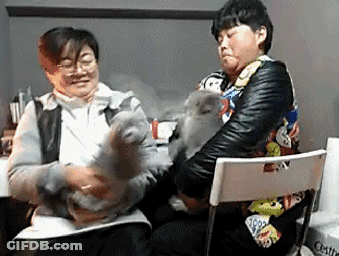 Pet Cats Fight While Owners Laugh GIF
