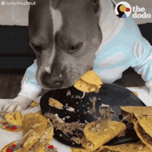 Pet Dog Eating Tacos GIF