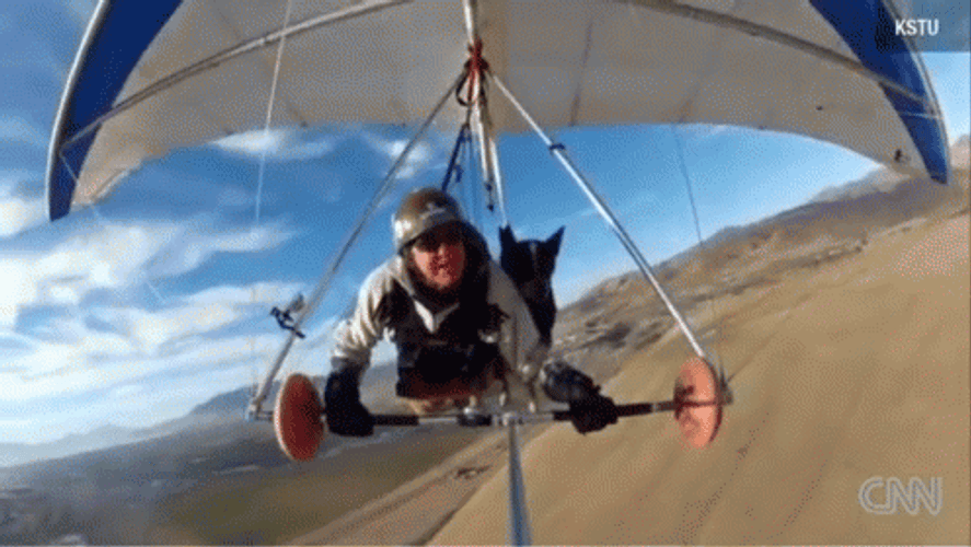 Pet Dog Paragliding GIF