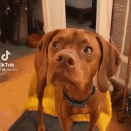 Pet Dog Side Eye GIF