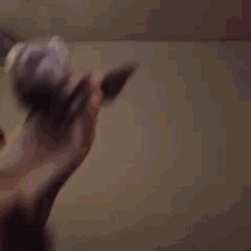 Pet Ferret Dancing GIF