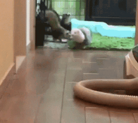 Pet Ferret Running GIF
