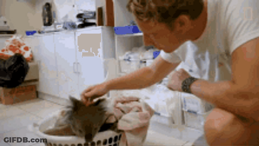 Pet Koala In Basket GIF
