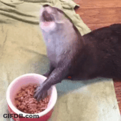 Pet Otter Eating Snacks GIF