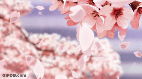 Petals Falling From A Tree With Pink Flowers GIF