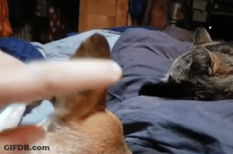 Pets Relaxing In Bed GIF