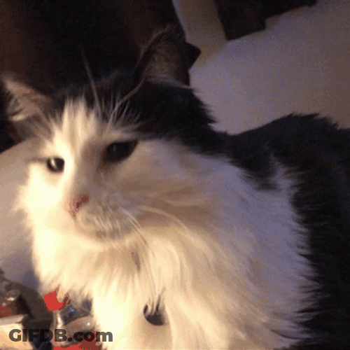 Petting And Stroking Norwegian Forest Cat GIF