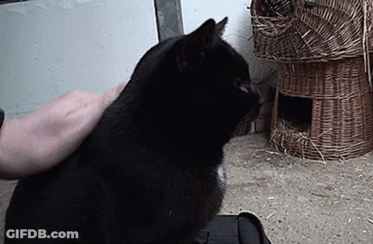 Petting Black Cat GIF