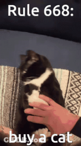 Petting Black White Cat Rule 666 Buy Cat GIF